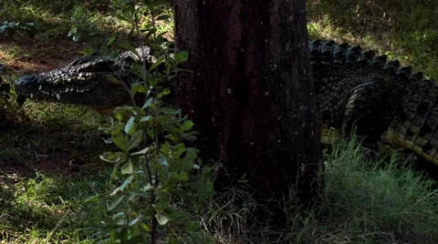Crocodile walks around tree and then rests Stock Footage 62842330