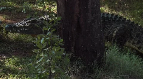 Crocodile walks around tree and then rests.mp4 Stock Footage 63313094