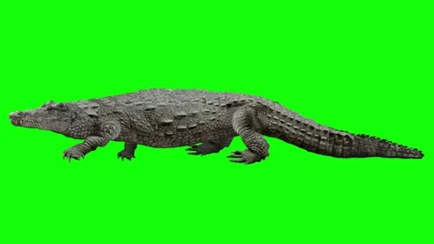 Crocodile Walks. Green screen. Stock Footage