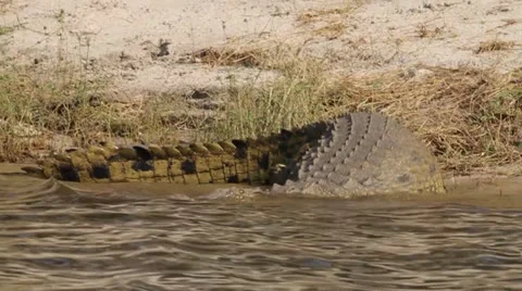 Crocodile walks to the river. Vídeos de archivo 23066614
