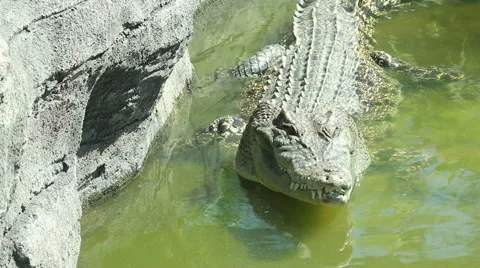 Crocodile wallowing in a pond Stock Footage 65908150