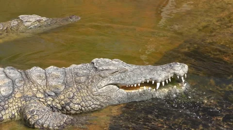 Crocodile washing its teeth in the stream Stock Footage 63152982