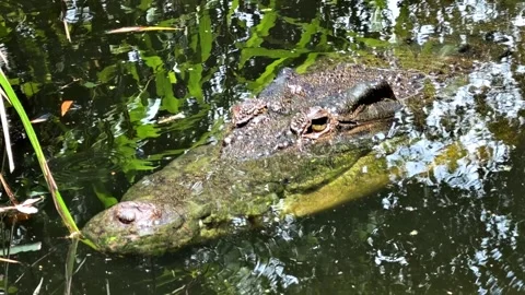 Crocodile Watching from the Surface Stock Footage 329264664
