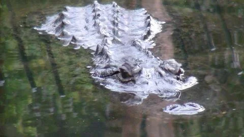 Crocodile in water close Stock Photos