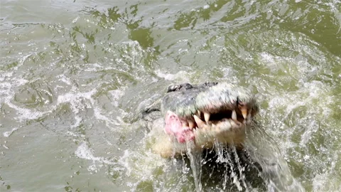 A Crocodile in the water eats meat. Stock Footage 143009722