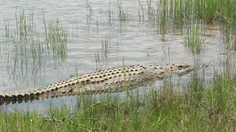 Crocodile in water Stock Footage 20218618