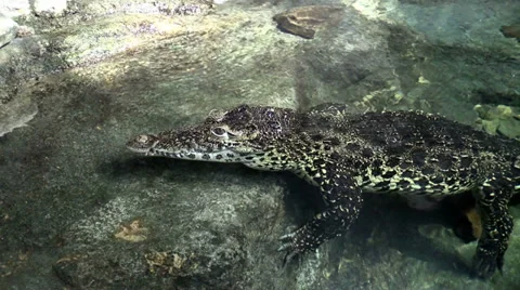 Crocodile in the water Stock Footage 37032622
