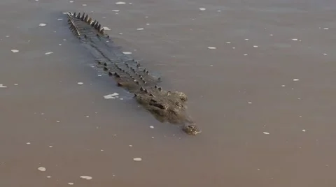 Crocodile in water Stock-Footage 45265801