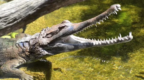 Crocodile in the water Stock Footage 56276545