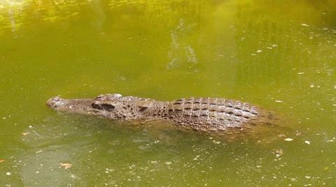 Crocodile in water 스톡 동영상 58129770