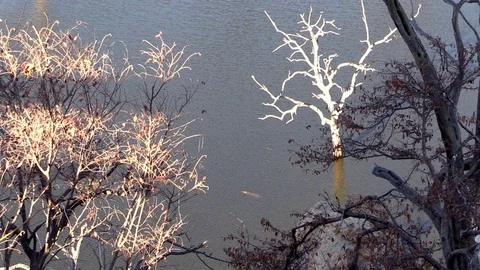 Crocodile in Water Stock Footage 71180224