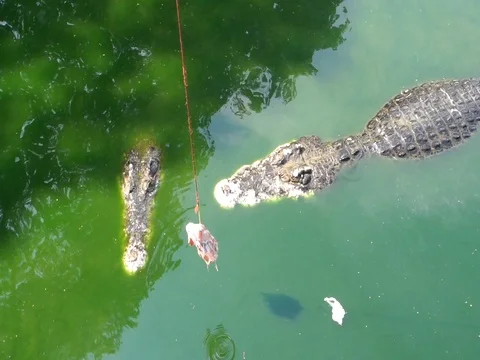 Crocodile in water Stock Footage 85424317