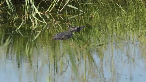 Crocodile In Water Stock Footage 209573123