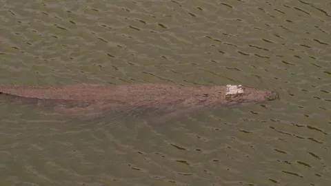 Crocodile in water Stock Footage 241505022