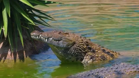 Crocodile in the water Stock Footage 286706850