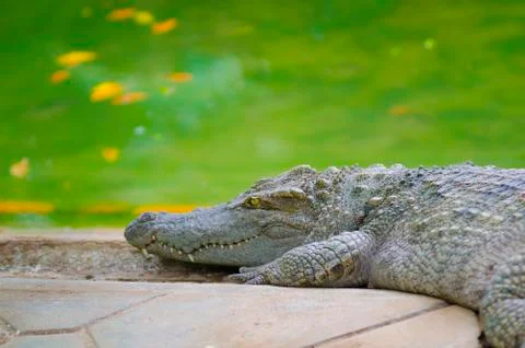 Crocodile by water Stock Photos