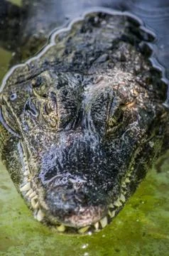 Crocodile on water Stock Photos