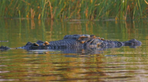 Crocodile at water surface Stock Footage 52496452