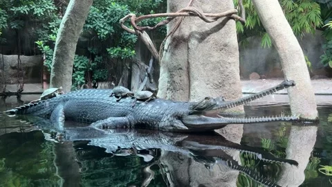 Crocodile in the Water with Three Turtles on Its Back 4K Stock Video Stock Footage 204790992