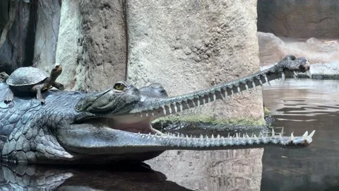 Crocodile in the Water with a Turtle on Its Back 4K Stock Video Stock Footage 204791189