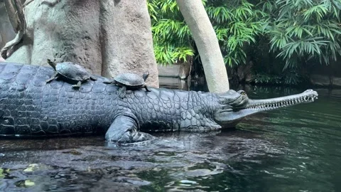Crocodile in the Water with Two Turtles on Its Back 4K Video Stock Footage 204791659
