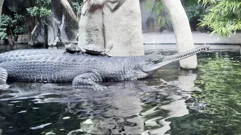 Crocodile in the Water with Two Turtles on Its Back. 4K Stock Video Stock Footage 218154487