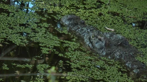 Crocodile in the water.mp4 Vídeo Stock 63230121