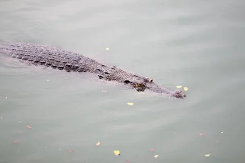 The crocodile while swimming. Stock Photos