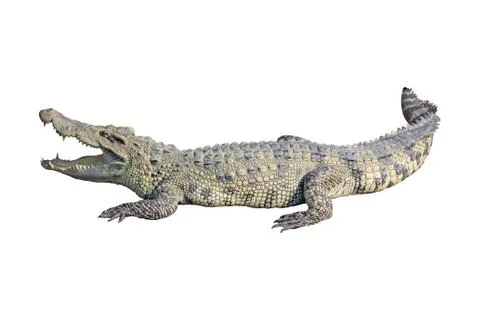 Crocodile on white background Stock Photos