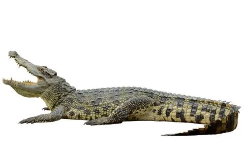 Crocodile on white background. Stock Photos