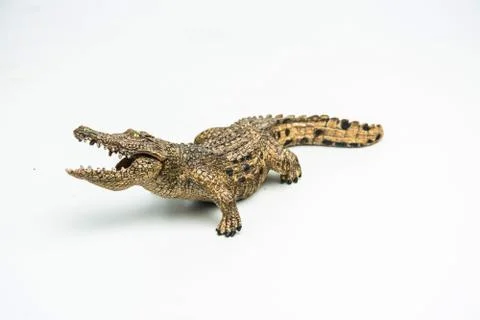 Crocodile on white background Stock Photos