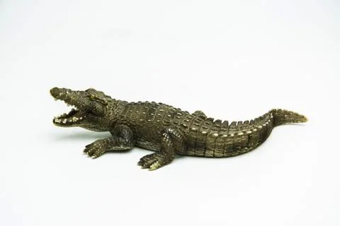 Crocodile on white background Stock Photos