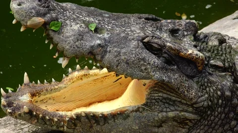 Crocodile who swallowed the sun. Stock Footage 48554578