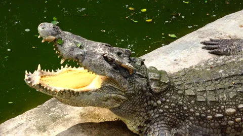 Crocodile who swallowed the sun. Stock Footage 48554592