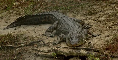 Crocodile in wild Stock Photos