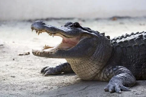 Crocodile in the wild Stock Photos