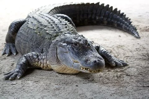 Crocodile in the wild Stock Photos