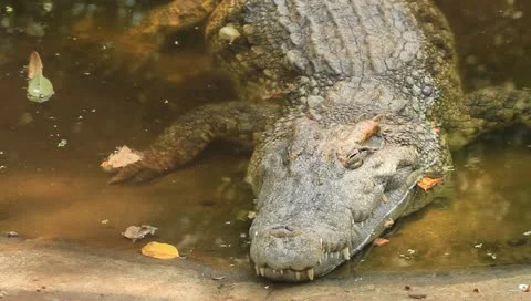 Crocodile in zoo Stock Footage 10898486