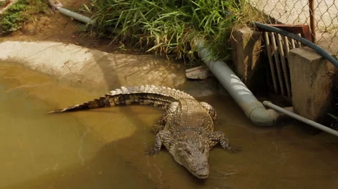 Crocodile in Zoo 스톡 동영상 58128121