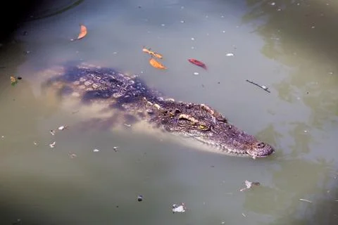 Crocodile in the zoo Stock Photos