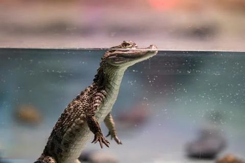 A crocodile at the zoo Stock Photos