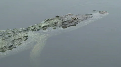 Crocodile Zoom Stock Footage 768764