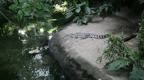 Crocodile zoom Stock Footage 8946892