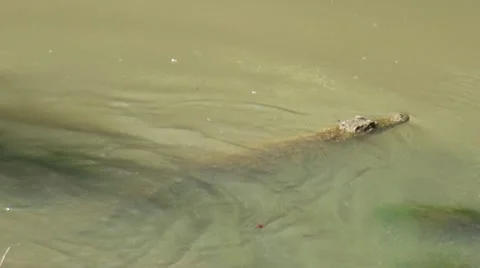 Crocodile1 Stock Footage 11069876