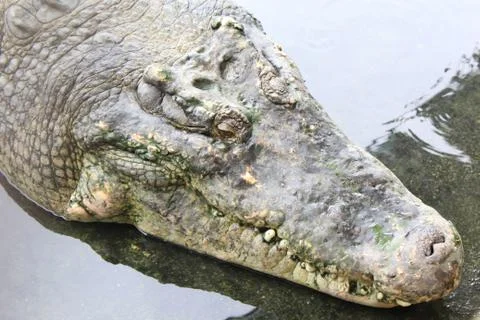 Crocodile_1 Stock Photos