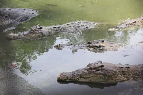 Crocodile_2 Stock Photos