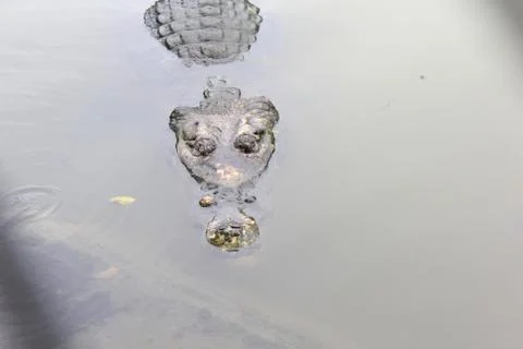 Crocodile_3 Stock Photos