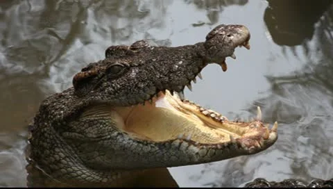 Crocodile_LDA N 00378 Video stock 9669739
