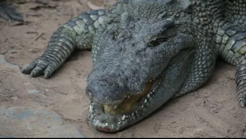 Crocodile_LDA N 00390 Video stock 9710079