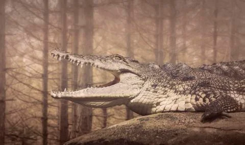 The Crocodile,coldblooded animals Stock Photos